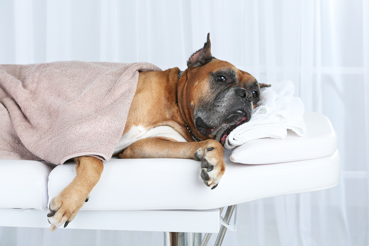 Benefits of Canine Therapeutic Massage