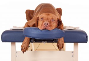 Benefits of Canine Therapeutic Massage