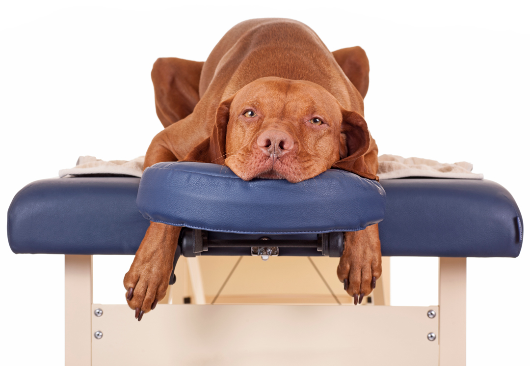 Benefits of Canine Therapeutic Massage